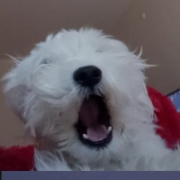Maltese, Köpek  Baby fotoğrafı