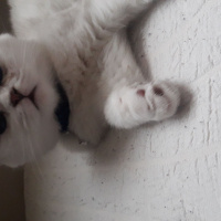 Scottish Fold, Kedi  Leo fotoğrafı