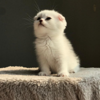 Scottish Fold, Kedi  Leo fotoğrafı