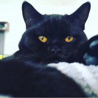 British Shorthair, Kedi  Karam fotoğrafı
