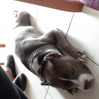 Amerikan Staffordshire Terrier, Köpek  Daisy fotoğrafı