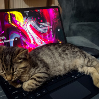 Tekir Kedi, Kedi  Müzeyyen fotoğrafı