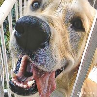 Golden Retriever, Köpek  Şans fotoğrafı