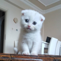 Scottish Fold, Kedi  RACON fotoğrafı