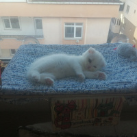 Scottish Fold, Kedi  RACON fotoğrafı