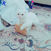 Scottish Fold, Kedi  İnci fotoğrafı