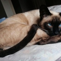 Siyam Kedisi, Kedi  Escobar fotoğrafı