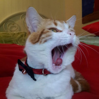 Sarman, Kedi  Teo fotoğrafı