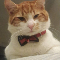 Sarman, Kedi  Teo fotoğrafı
