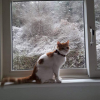 Sarman, Kedi  Teo fotoğrafı