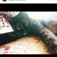 Tekir Kedi, Kedi  Zilli fotoğrafı