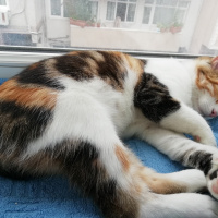 Tekir Kedi, Kedi  Yumi fotoğrafı