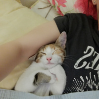 Tekir Kedi, Kedi  Yumi fotoğrafı