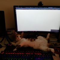 Tekir Kedi, Kedi  Yumi fotoğrafı