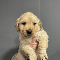 Golden Retriever, Köpek  NERO fotoğrafı