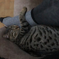 Tekir Kedi, Kedi  Misket fotoğrafı