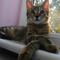 Tekir Kedi, Kedi  Umut fotoğrafı