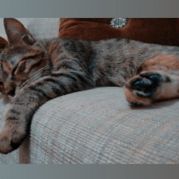 Tekir Kedi, Kedi  Umut fotoğrafı