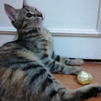 Tekir Kedi, Kedi  Umut fotoğrafı