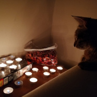 Tekir Kedi, Kedi  Umut fotoğrafı