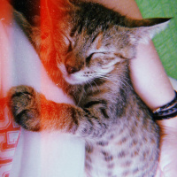 Tekir Kedi, Kedi  Umut fotoğrafı