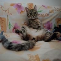 Tekir Kedi, Kedi  Umut fotoğrafı