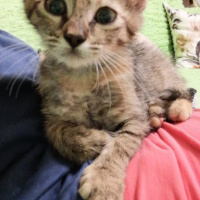 Tekir Kedi, Kedi  Umut fotoğrafı