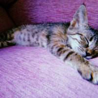 Tekir Kedi, Kedi  Umut fotoğrafı