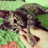 Tekir Kedi, Kedi  Umut fotoğrafı