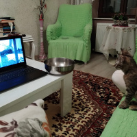 Tekir Kedi, Kedi  Umut fotoğrafı