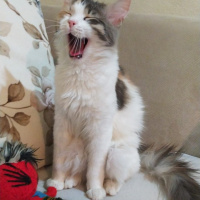 Norwegian Forest, Kedi  Sütlaç fotoğrafı