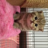 Scottish Fold, Kedi  Mişa fotoğrafı