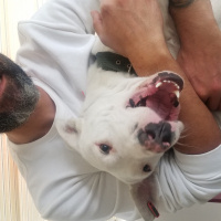 Dogo Arjantin, Köpek  Aykız fotoğrafı