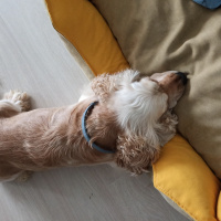 Amerikan Cocker Spaniel, Köpek  Çaki fotoğrafı