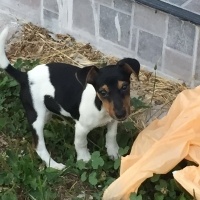 Jack Russell Terrier, Köpek  Çakıl fotoğrafı