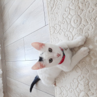 Tekir Kedi, Kedi  ÇAKIL fotoğrafı