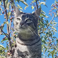 Tekir Kedi, Kedi  Badem fotoğrafı