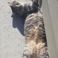 Tekir Kedi, Kedi  Badem fotoğrafı