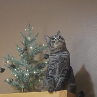 Tekir Kedi, Kedi  Badem fotoğrafı