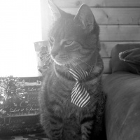 Tekir Kedi, Kedi  Badem fotoğrafı