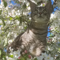 Tekir Kedi, Kedi  Badem fotoğrafı
