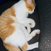 Sarman, Kedi  Hayal fotoğrafı