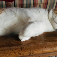 Sarman, Kedi  Hayal fotoğrafı