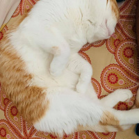 Sarman, Kedi  Hayal fotoğrafı