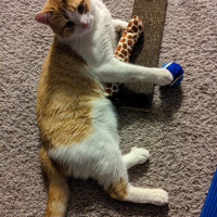 Sarman, Kedi  Hayal fotoğrafı