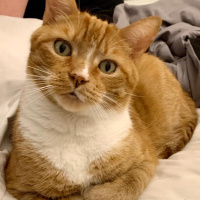 Sarman, Kedi  Aslan fotoğrafı