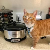 Sarman, Kedi  Aslan fotoğrafı