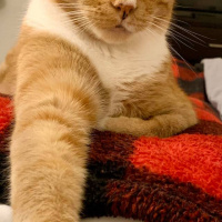 Sarman, Kedi  Aslan fotoğrafı