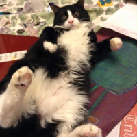 Tuxedo (Smokin) Kedi, Kedi  Çilek fotoğrafı