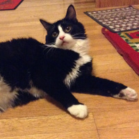 Tuxedo (Smokin) Kedi, Kedi  Çilek fotoğrafı